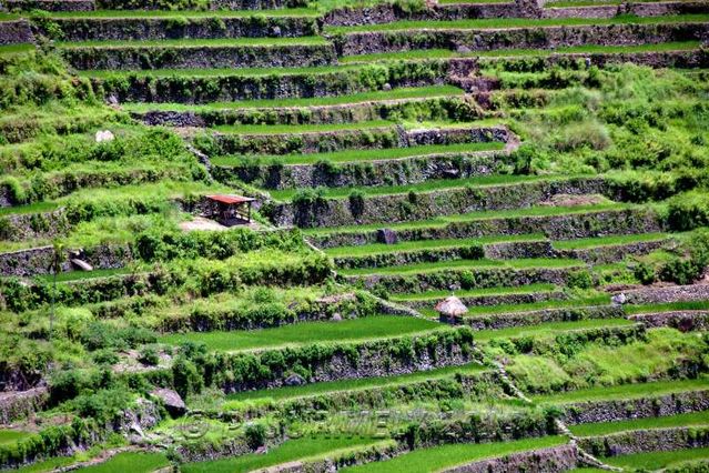 Batad
Rizires en terrasse
Mots-clés: Asie;Philippines;Luzon;Batad;rizire