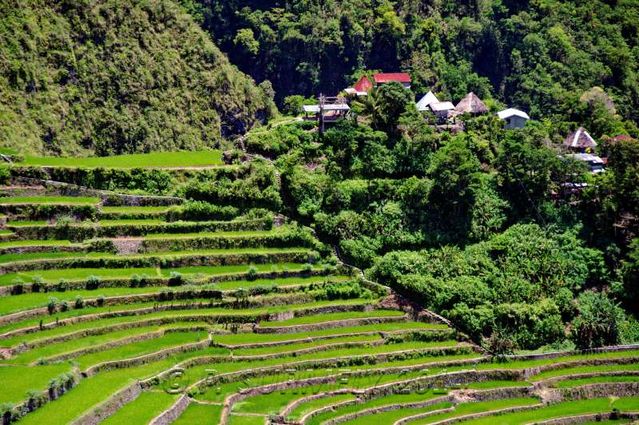 Batad
Rizires en terrasse
Mots-clés: Asie;Philippines;Luzon;Batad;rizire