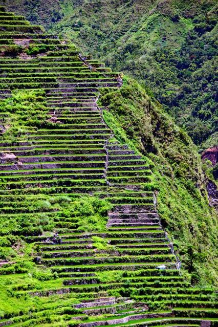 Batad
Rizires en terrasse
Mots-clés: Asie;Philippines;Luzon;Batad;rizire