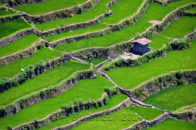 Batad
Rizires en terrasse
Mots-clés: Asie;Philippines;Luzon;Batad;rizire