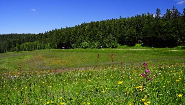 Belchen
Dans les prs
Mots-clés: Europe;Allemagne;Bade-Wurtemberg;Foret-Noire;Belchen