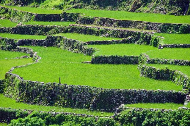 Bontoc
Rizires
Mots-clés: Asie;Philippines;Luzon;Bontoc