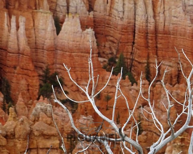 Bryce Canyon National Park
Mots-clés: Amérique;Amérique du Nord;Etats-Unis;USA;Utah;Bryce Canyon National Park;parc national