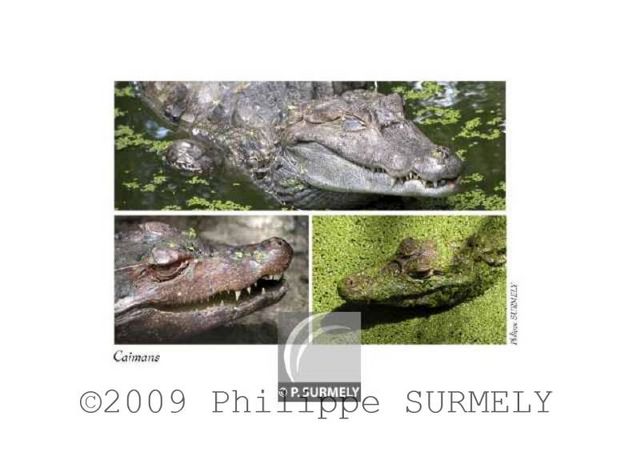 Caimans.jpg