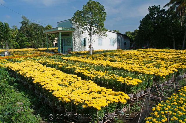 Horticulture
Mots-clés: Asie;Vietnam;Cantho;Mkong