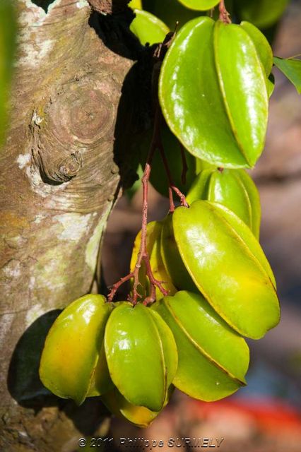 Carambole
Mots-clés: Asie;Vietnam;flore;fruit