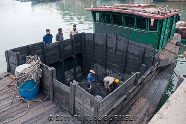 Dchargement de boues de charbon
Mots-clés: Asie;Vietnam;Halong;Catba