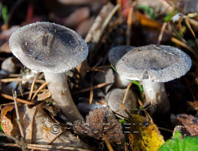 Champignon
Mots-clés: flore;champignon