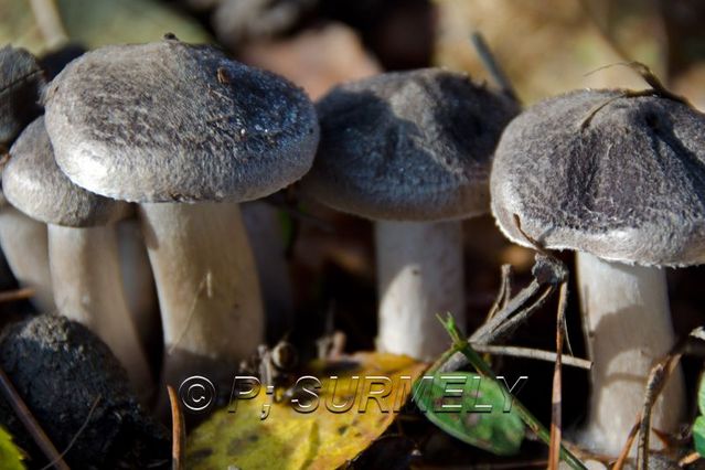 Champignon
Mots-clés: flore;champignon