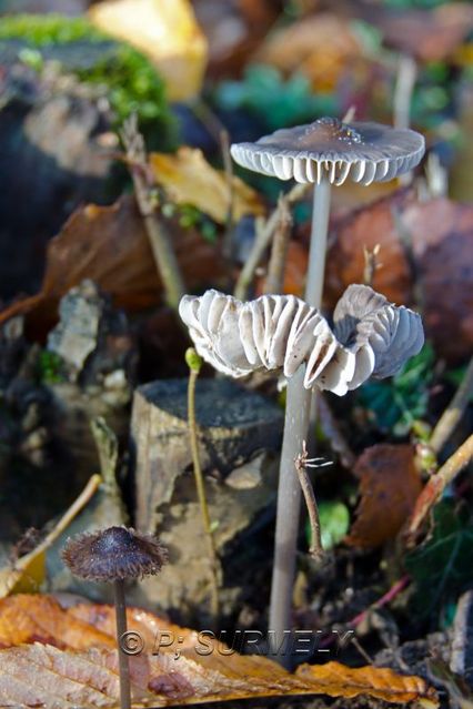 Champignon
Mots-clés: flore;champignon