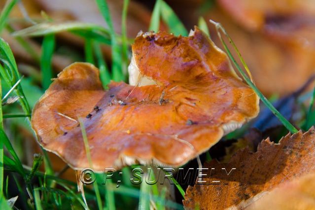 Champignon
Mots-clés: flore;champignon