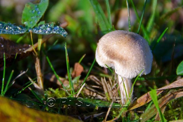 Champignon
Mots-clés: flore;champignon