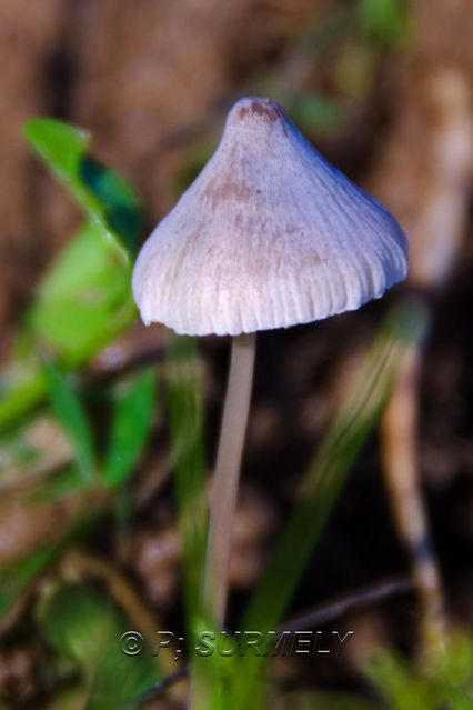 Champignon
Mots-clés: flore;champignon