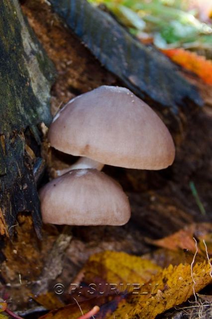 Champignon
Mots-clés: flore;champignon