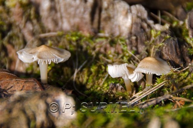 Champignon
Mots-clés: flore;champignon