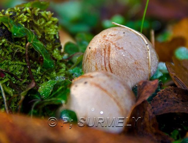 Champignon
Mots-clés: flore;champignon