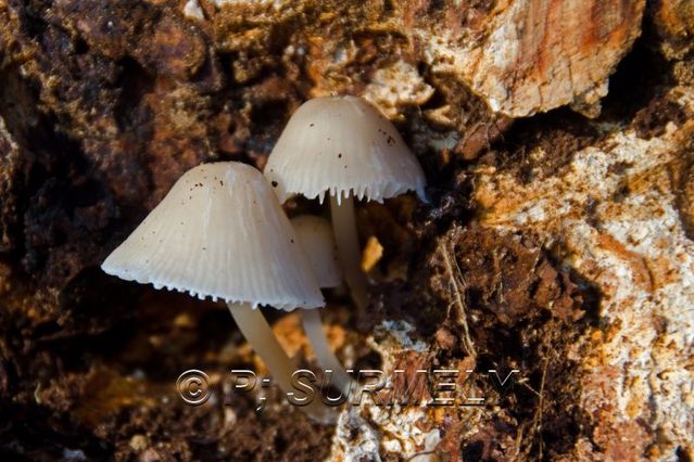 Champignon
Mots-clés: flore;champignon