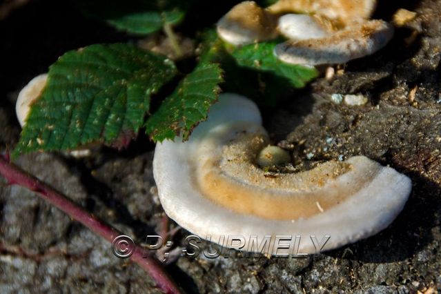 Champignon
Mots-clés: flore;champignon