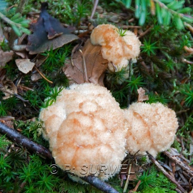 Champignon
Mots-clés: flore;champignon