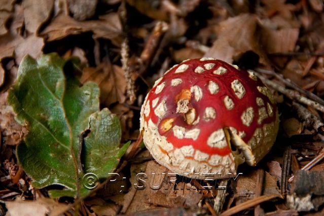 Champignon
Mots-clés: flore;champignon