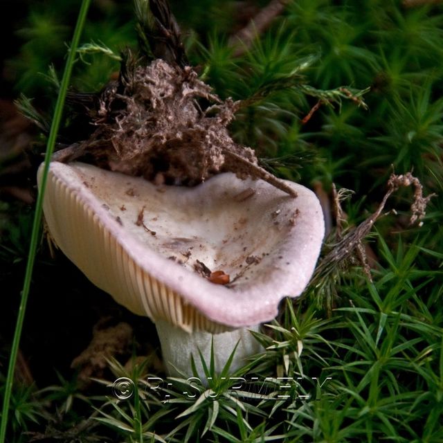 Champignon
Mots-clés: flore;champignon