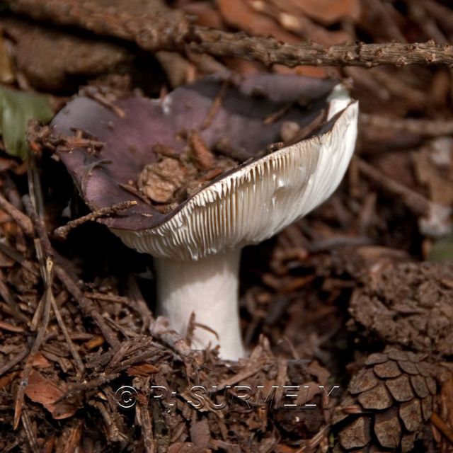 Champignon
Mots-clés: flore;champignon