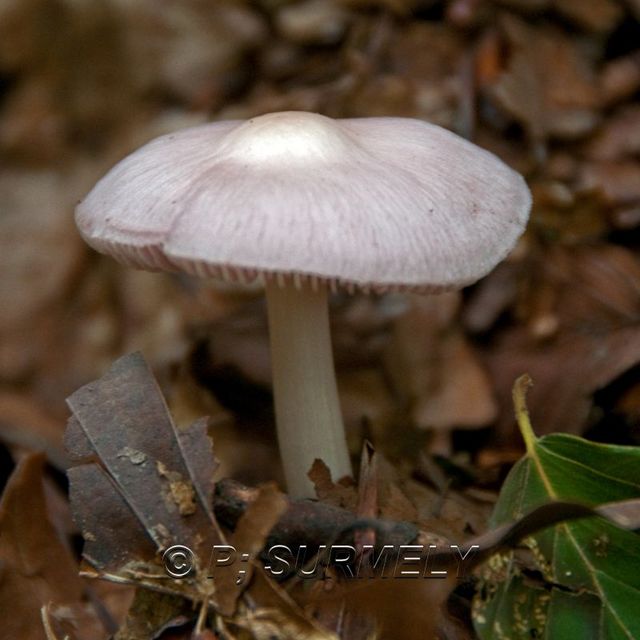 Champignon
Mots-clés: flore;champignon