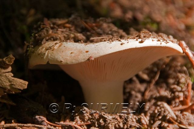 Champignon
Mots-clés: flore;champignon