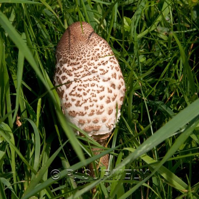 Champignon
Mots-clés: flore;champignon