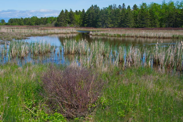 Ile aux Coudres
Marais au Bout d'En Bas
Mots-clés: Amrique;Canada;Qubec;Charlevoix;ile