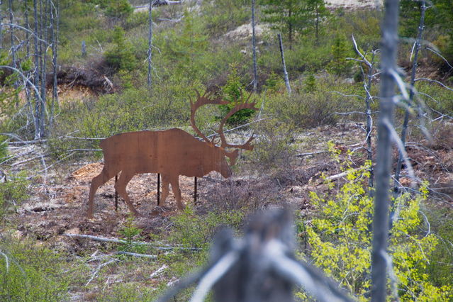 Parc des Grands Jardins
Caribou
Mots-clés: Amrique;Canada;Qubec;Charlevoix;parc naturel