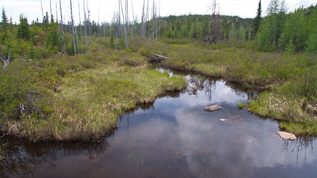 Parc des Grands Jardins
Ruisseau
Mots-clés: Amrique;Canada;Qubec;Charlevoix;parc naturel