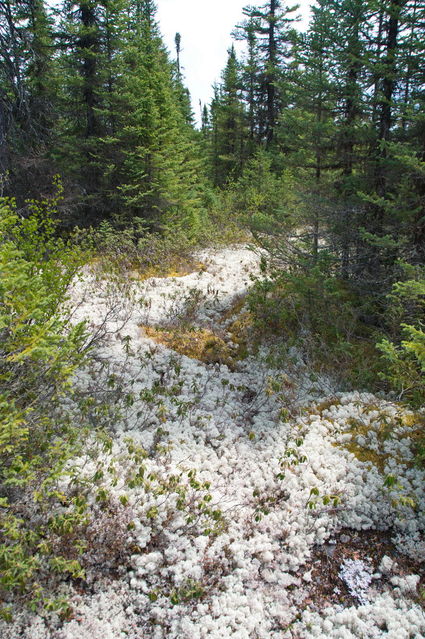 Parc des Grands Jardins
Sentier dans le parc
Mots-clés: Amrique;Canada;Qubec;Charlevoix;parc naturel