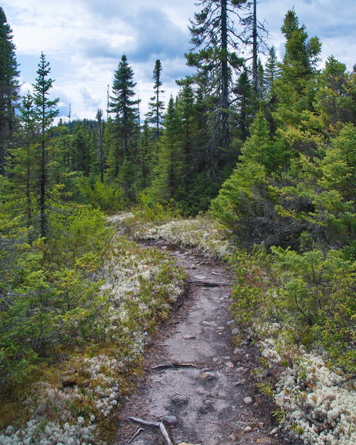 Parc des Grands Jardins
Sentier dans le parc
Mots-clés: Amrique;Canada;Qubec;Charlevoix;parc naturel