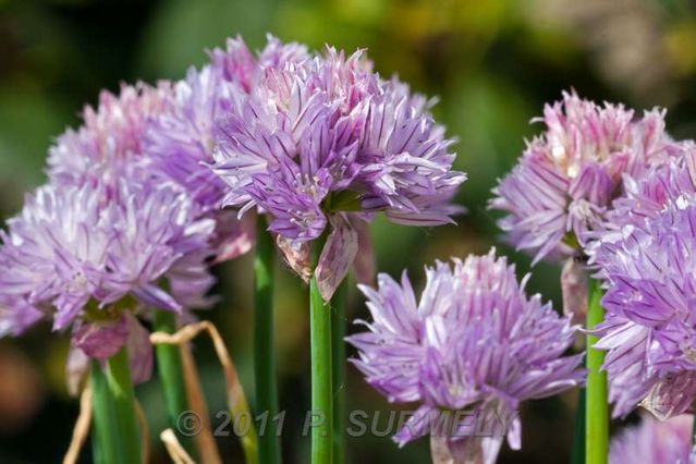 Fleur de ciboulette
Mots-clés: flore;fleur;ciboulette