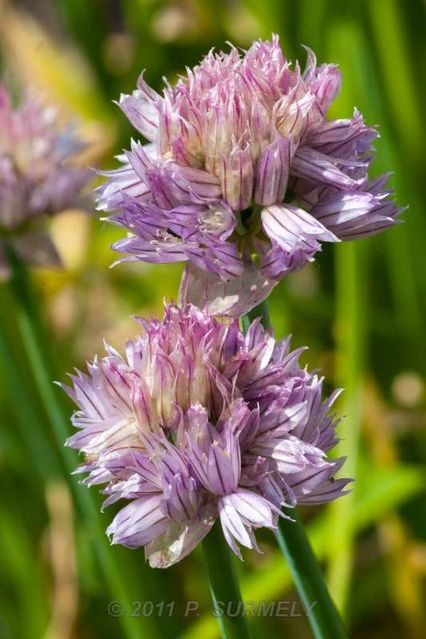 Fleur de ciboulette
Mots-clés: flore;fleur;ciboulette