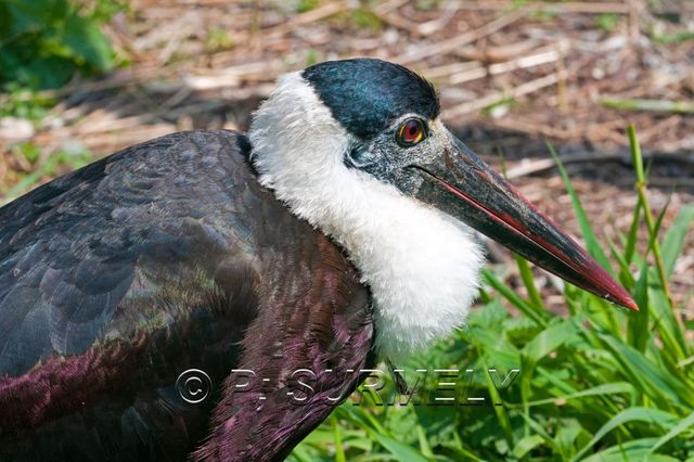 Cicogne piscopale
Mots-clés: Faune;Oiseau;Cigogne