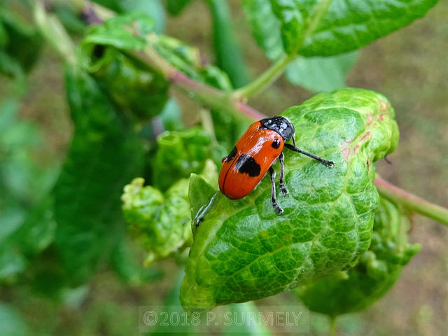 Clytra quadripunctata
Mots-clés: insecte;invertbr