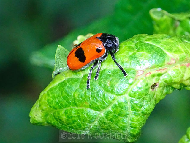 Clytra quadripunctata
Mots-clés: insecte;invertbr