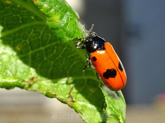 Clytra quadripunctata
Mots-clés: insecte;invertbr