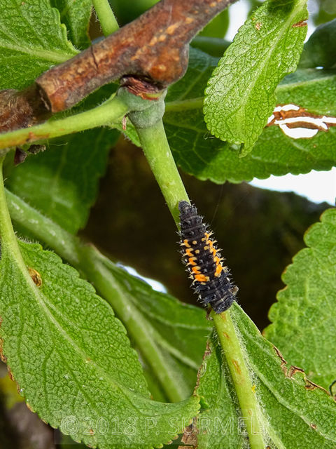 Larve de coccinelle
Mots-clés: insecte;invertbr