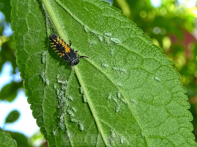 Larve de coccinelle
Mots-clés: insecte;invertbr