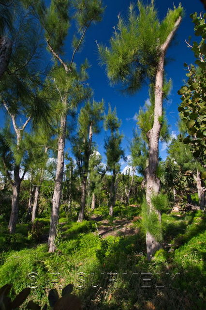 Cooper's Island
Cooper's Island Nature Reserve
Mots-clés: Amrique du Nord;Bermudes;Cooper's Island