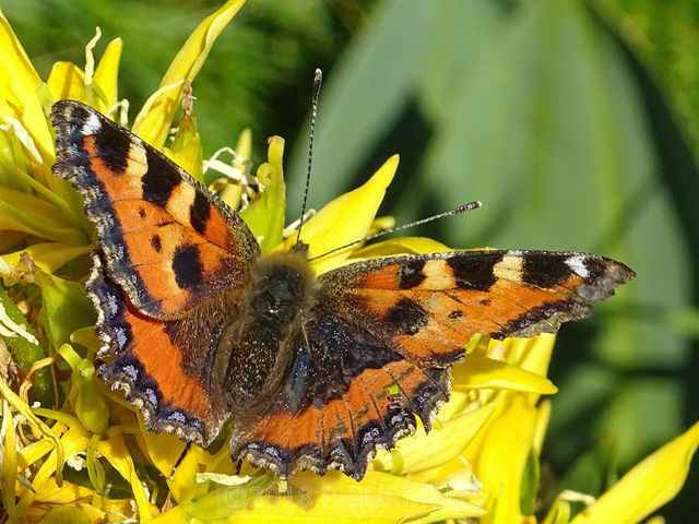 Papillon
Mots-clés: insecte;invertbr;papillon