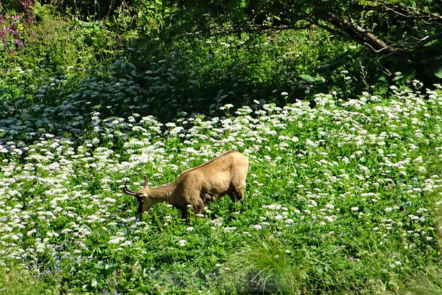 Chamois sous le hohneck
Mots-clés: mammifre;chamois;ongul