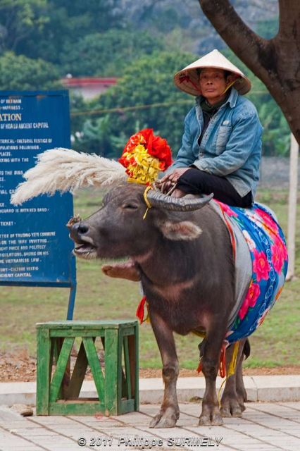 Buffle
Mots-clés: Asie;Vietnam;Den Vua Dinh