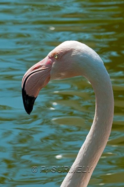 Flamand rose
Mots-clés: Faune;Oiseau;Flamand