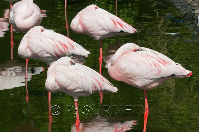 Flamand rose
Mots-clés: Faune;Oiseau;Flamand