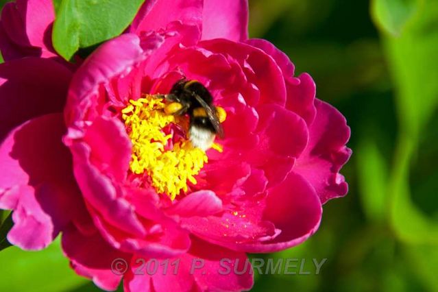 Fleur avec abeille
Mots-clés: flore;fleur;abeille