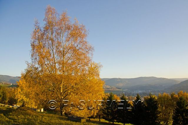 Bouleau
Mots-clés: Europe;France;Vosges;automne;brume;bouleau